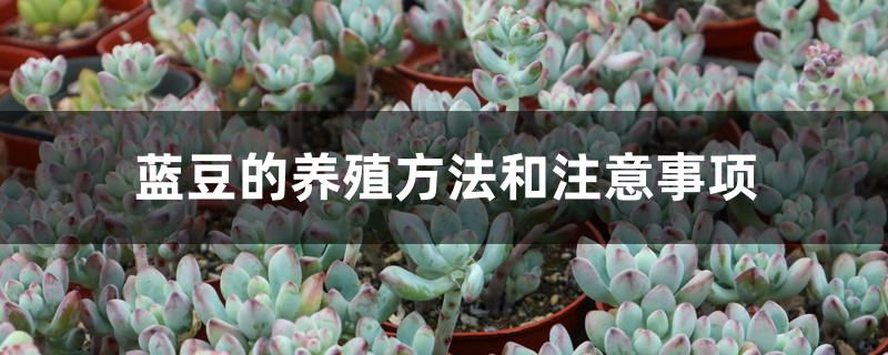 蓝豆的养殖方法和注意事项