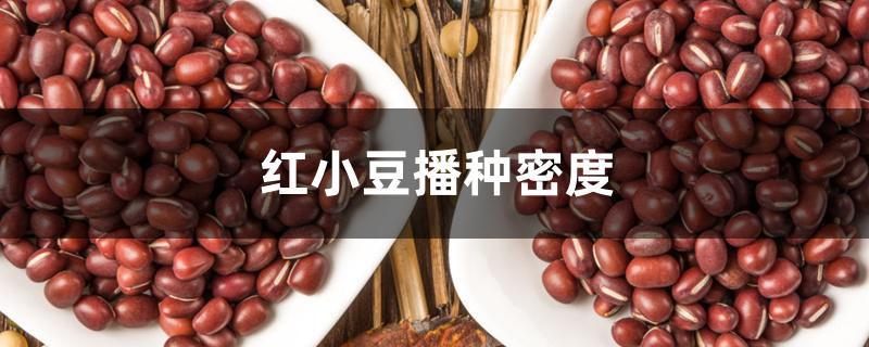 红小豆播种密度
