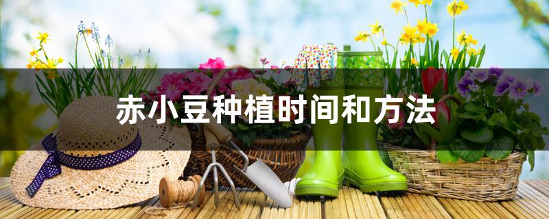 赤小豆种植时间和方法