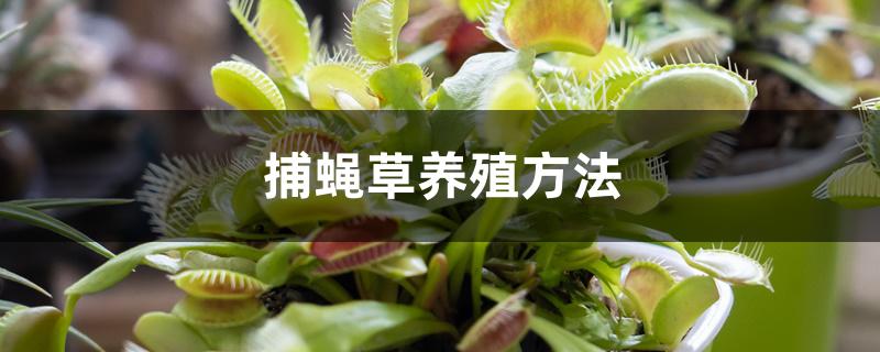 捕蝇草养殖方法