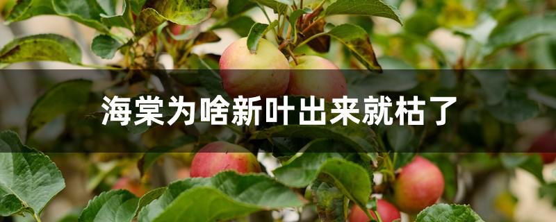 海棠为啥新叶出来就枯了