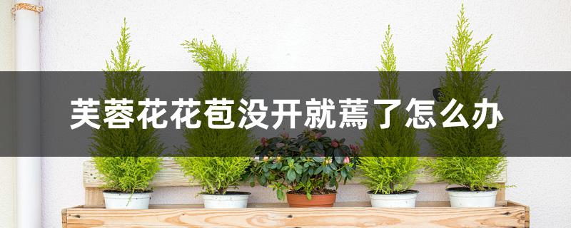 芙蓉花花苞没开就蔫了怎么办