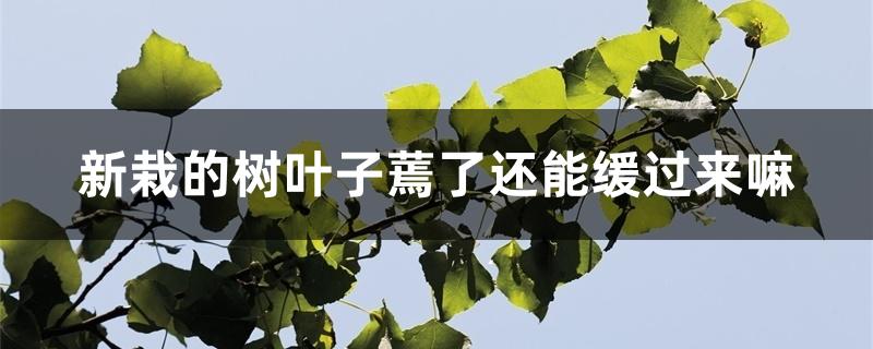 新栽的树叶子蔫了还能缓过来嘛