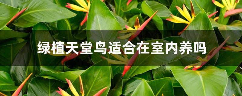 绿植天堂鸟适合在室内养吗