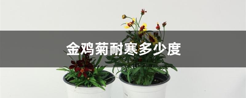 金鸡菊耐寒多少度