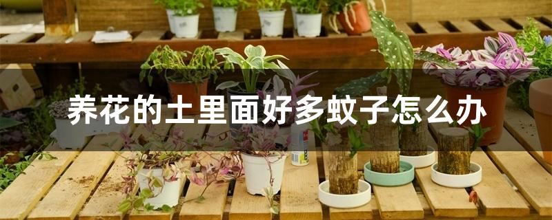 养花的土里面好多蚊子怎么办