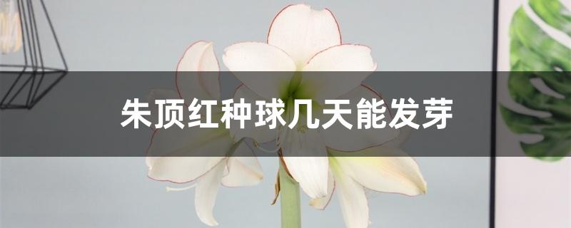 朱顶红种球几天能发芽