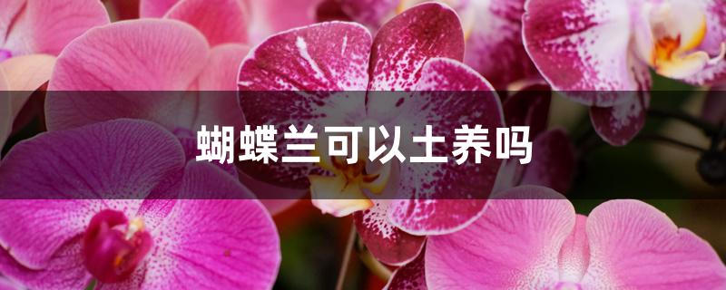 蝴蝶兰可以土养吗 蝴蝶兰可以土养吗