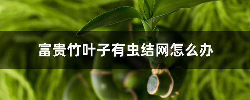 富贵竹叶子有虫结网怎么办