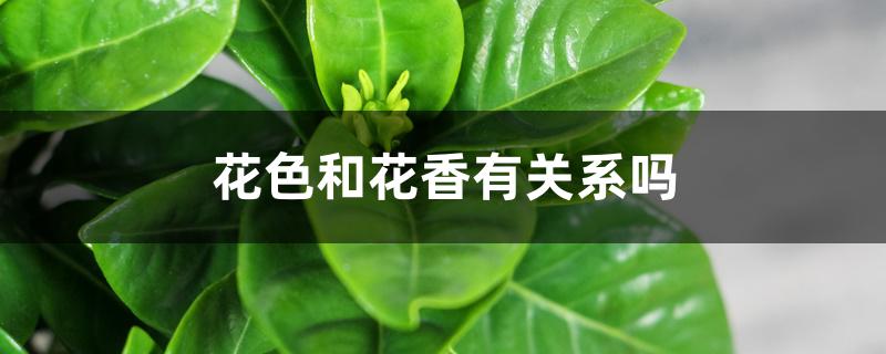 花色和花香有关系吗