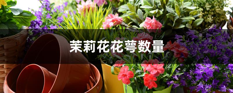 茉莉花花萼数量