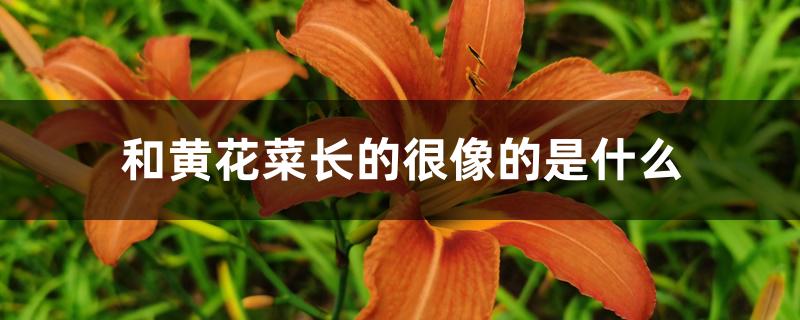 和黄花菜长的很像的是什么