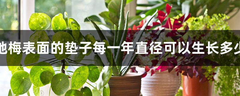 地梅表面的垫子每一年直径可以生长多少