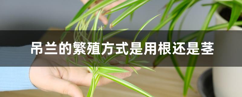 吊兰的繁殖方式是用根还是茎