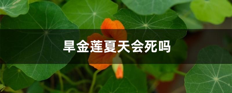 旱金莲夏天会死吗