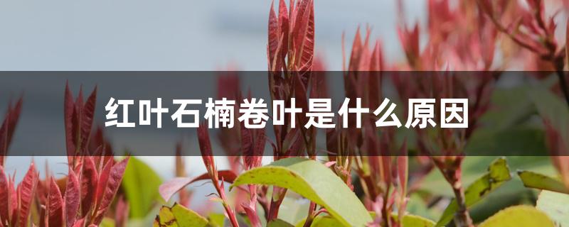 红叶石楠卷叶是什么原因