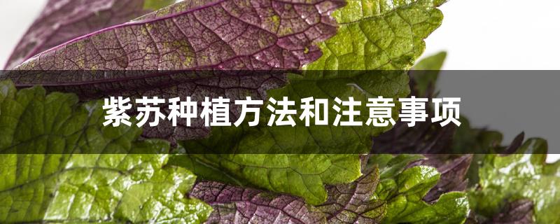 紫苏种植方法和注意事项