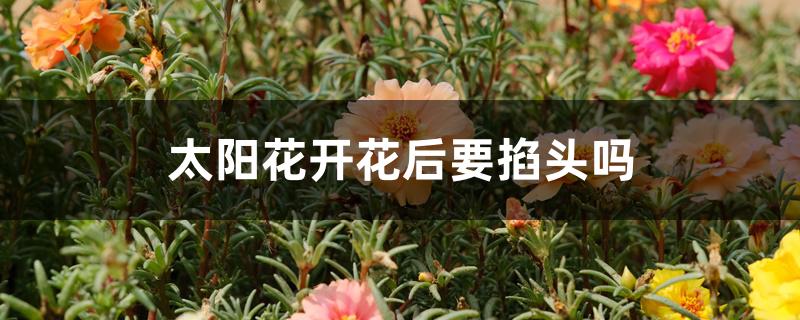 太阳花开花后要掐头吗 太阳花开花后要掐头吗
