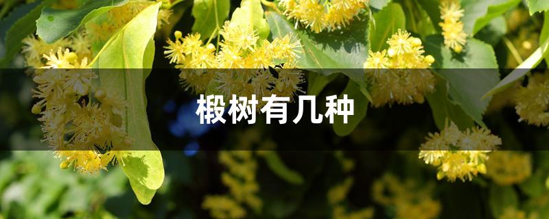 椴树有几种