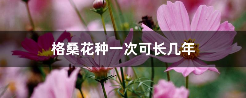 格桑花种一次可长几年 格桑花种一次可长几年