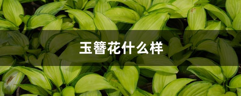 玉簪花什么样