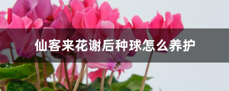 仙客来花谢后种球怎么养护