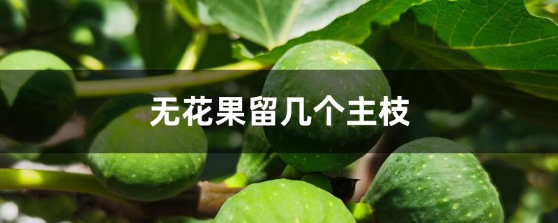 无花果留几个主枝