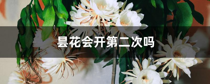 昙花会开第二次吗