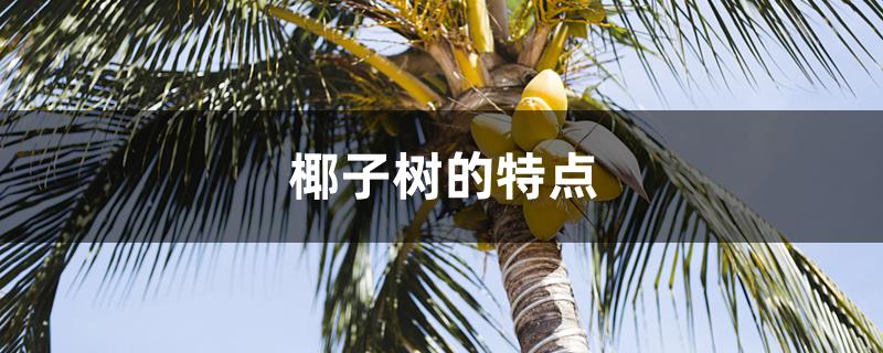 椰子树的特点