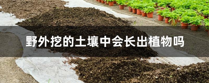 野外挖的土壤中会长出植物吗