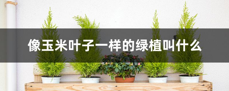 像玉米叶子一样的绿植叫什么 像玉米叶子一样的绿植叫什么