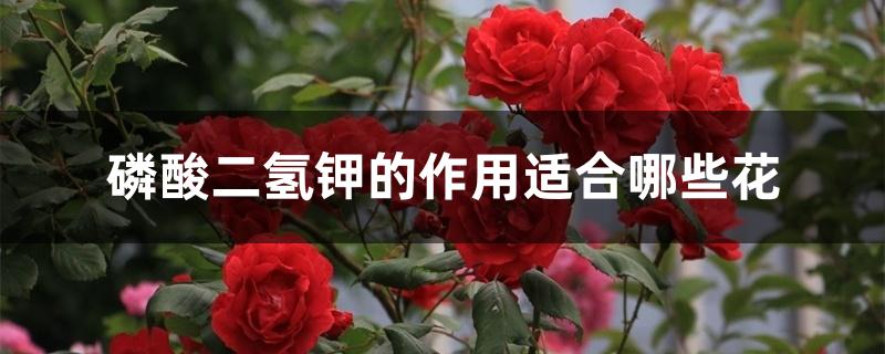 磷酸二氢钾的作用适合哪些花 磷酸二氢钾的作用适合哪些花