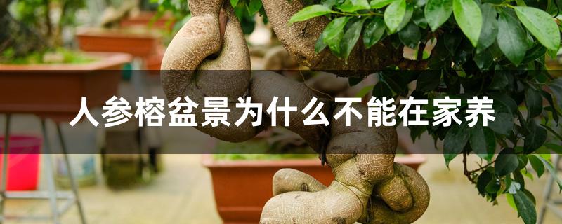 人参榕盆景为什么不能在家养 人参榕盆景为什么不能在家养