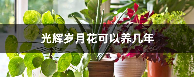 光辉岁月花可以养几年