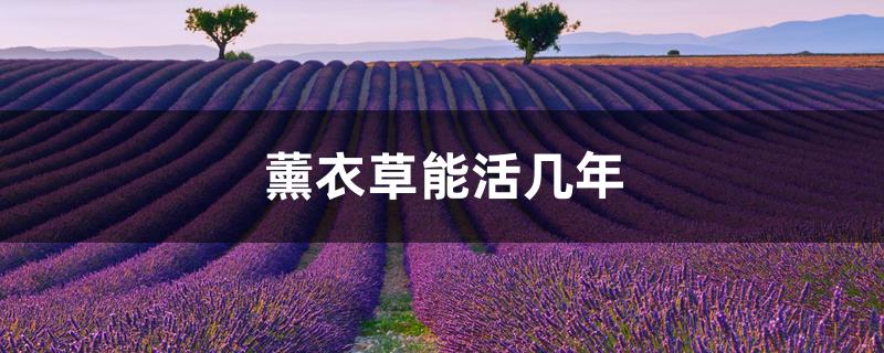 薰衣草能活几年