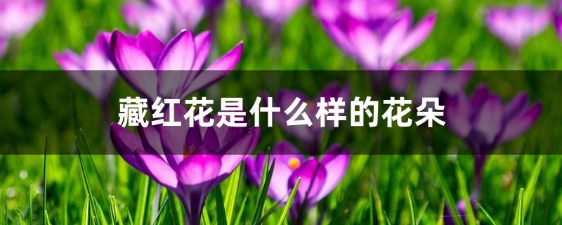 藏红花是什么样的花朵