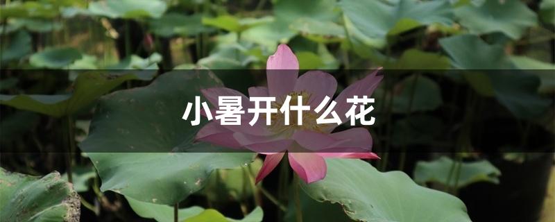 小暑开什么花