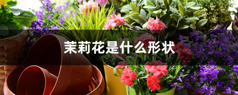 茉莉花是什么形状