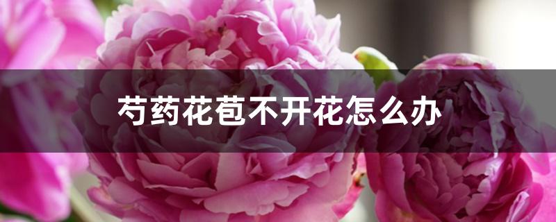 芍药花苞不开花怎么办 芍药花苞不开花怎么办