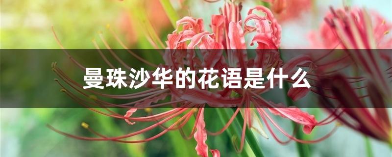 曼珠沙华的花语是什么