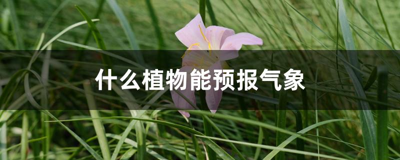 什么植物能预报气象