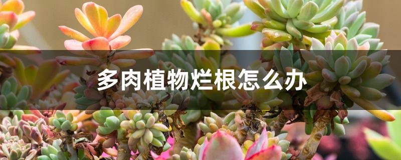 多肉植物烂根怎么办