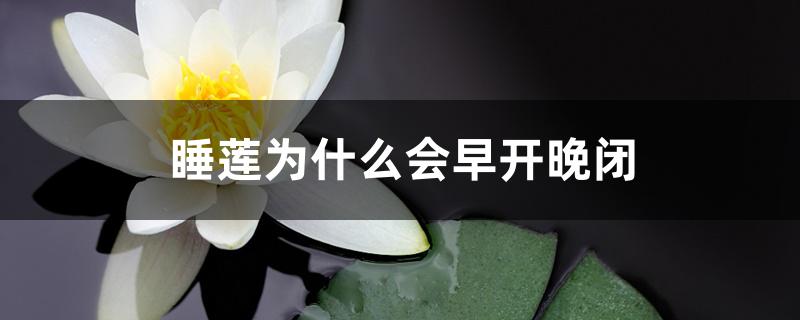 睡莲为什么会早开晚闭，开花后又闭合是什么原因