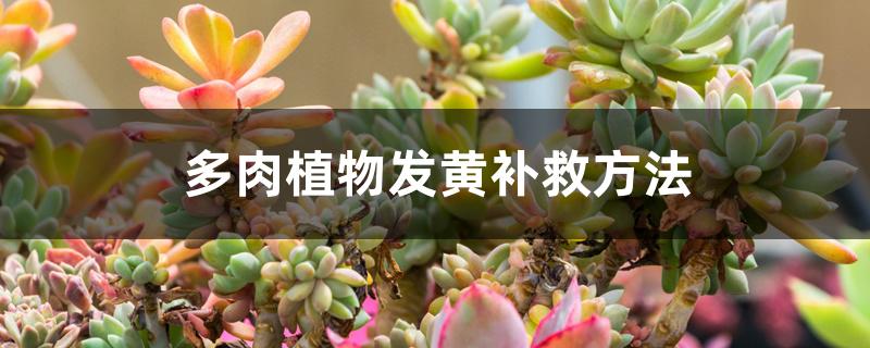 多肉植物发黄补救方法