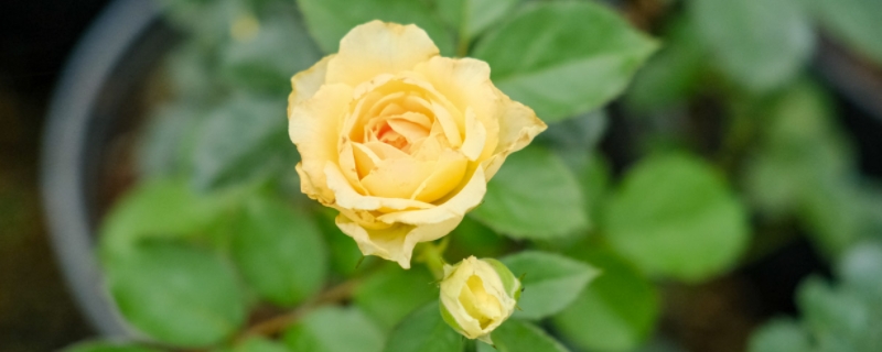 黄玫瑰花的花语 黄玫瑰花的花语