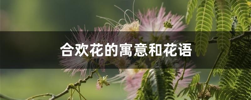 合欢花的寓意和花语