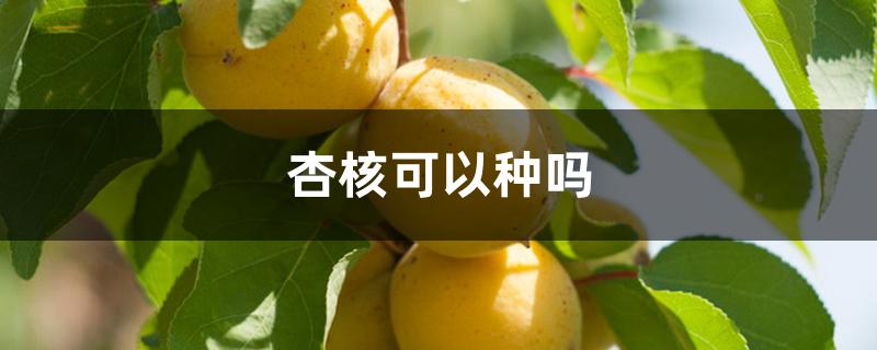 杏核可以种吗