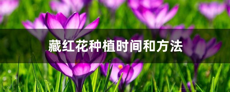 番红花怎么种，什么时候种