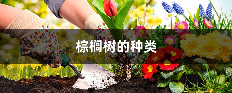 棕榈树的种类 棕榈树的种类