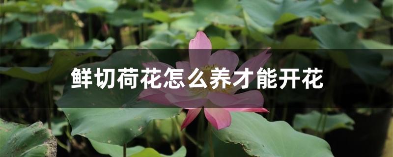 鲜切荷花怎么养才能开花 鲜切荷花怎么养才能开花